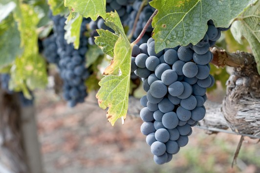 Le eccellenze del territorio – il Primitivo di Manduria