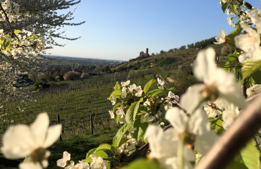 Esplora la Bellezza della Primavera in Puglia